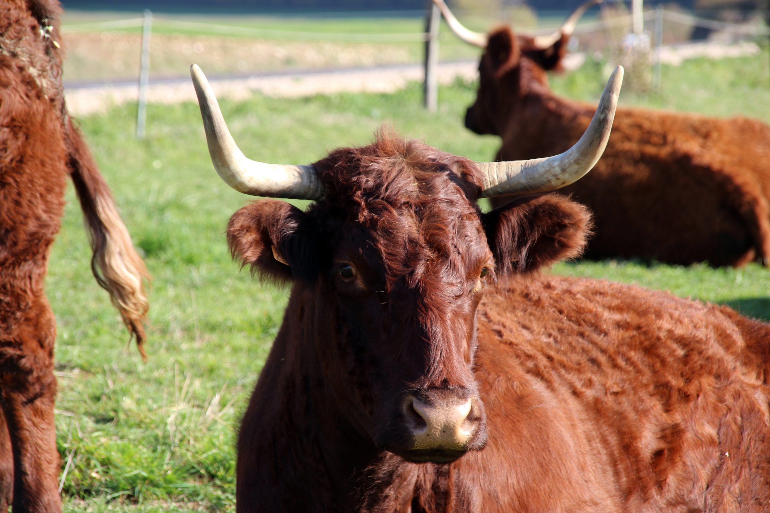 Field trial established in Haute-Loire